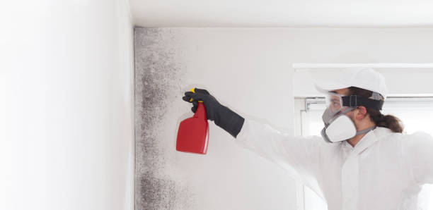Best Home Mold Removal  in Fox Lake, WI