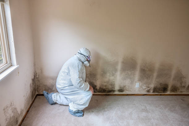 Best Certified Mold Removal  in Fox Lake, WI