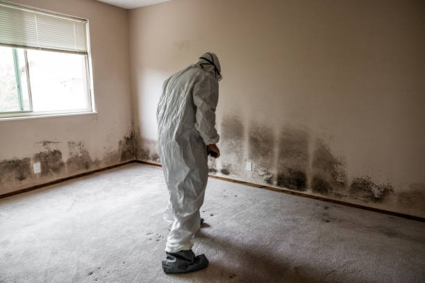 Best Mold Cleaning Services  in Fox Lake, WI