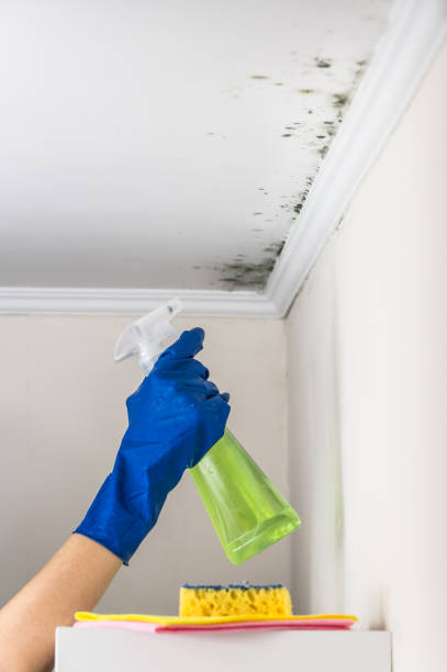 Best Mold Remediation  in Fox Lake, WI