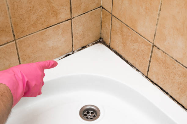 Best Best Mold Removal Companies  in Fox Lake, WI