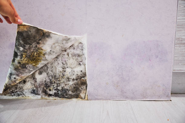 Water Damage Restoration in Fox Lake, WI